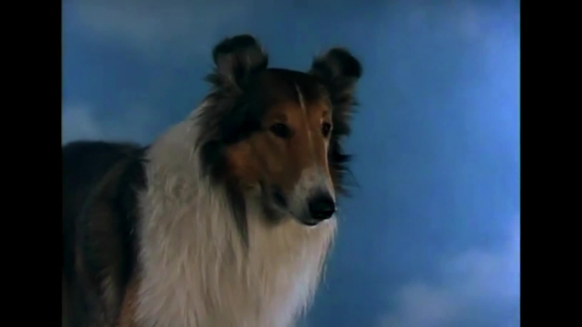 Classic Movies - Lassie "The Painted Hills"