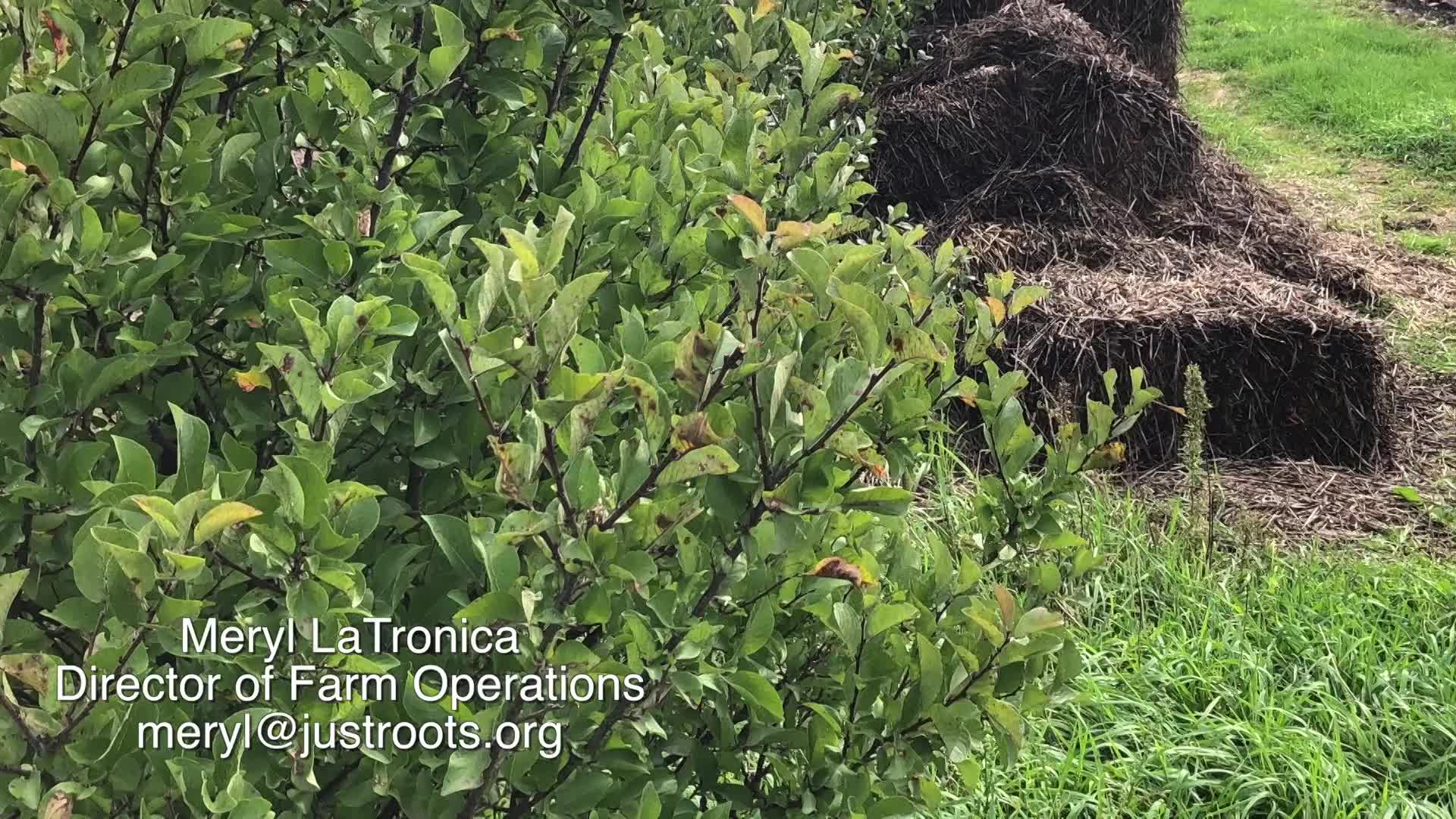 Thumbnail image for Attracting Native Pollinators To Your Farm- Part 3 Tour of Just Roots Farm 9-22-22