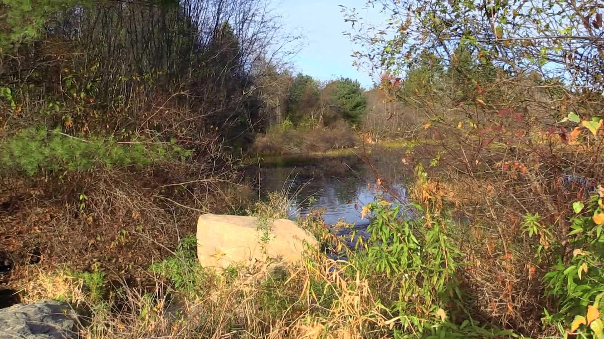 Thumbnail image for Nature Hikes with Dana Benner - November 2023