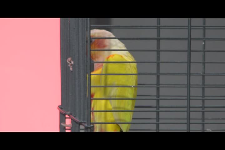 Thumbnail image for Fur,_Fins_and_Feathers_Ep_128