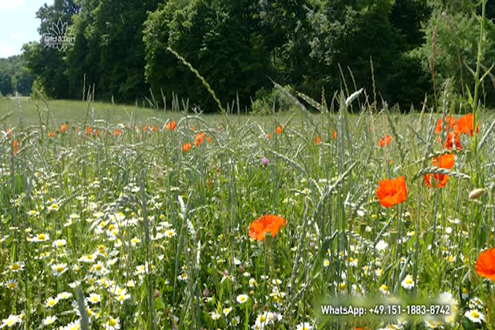 Thumbnail image for A New Agriculture For the New Era Fallow Fields Healthy Soil Healty Harvest