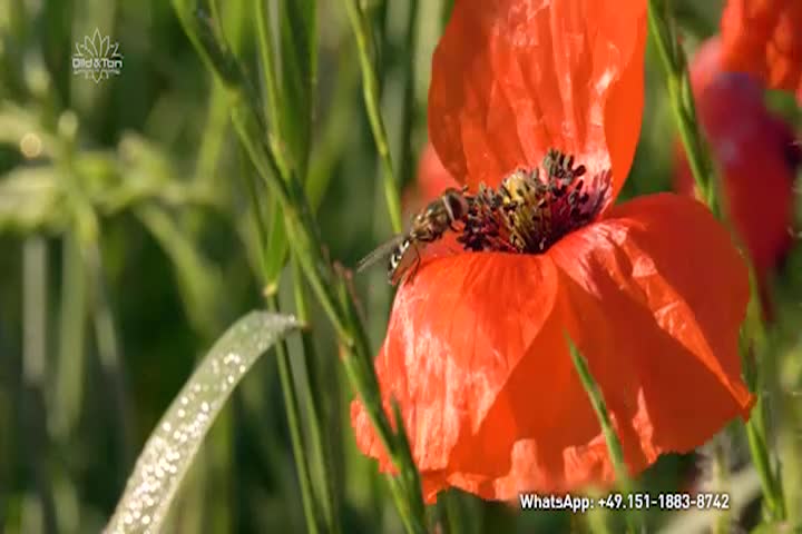 Thumbnail image for New Agriculture Flowering Strips Blossoming Fields