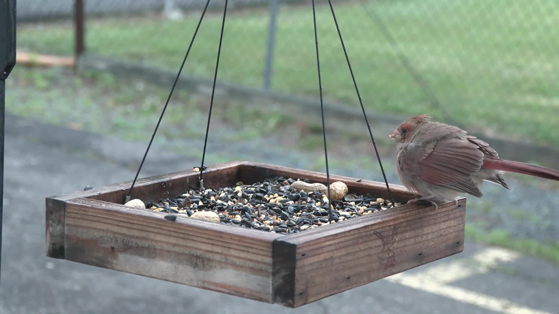 Bird TV: Cardinal Fledgling Northampton, MA June 2025