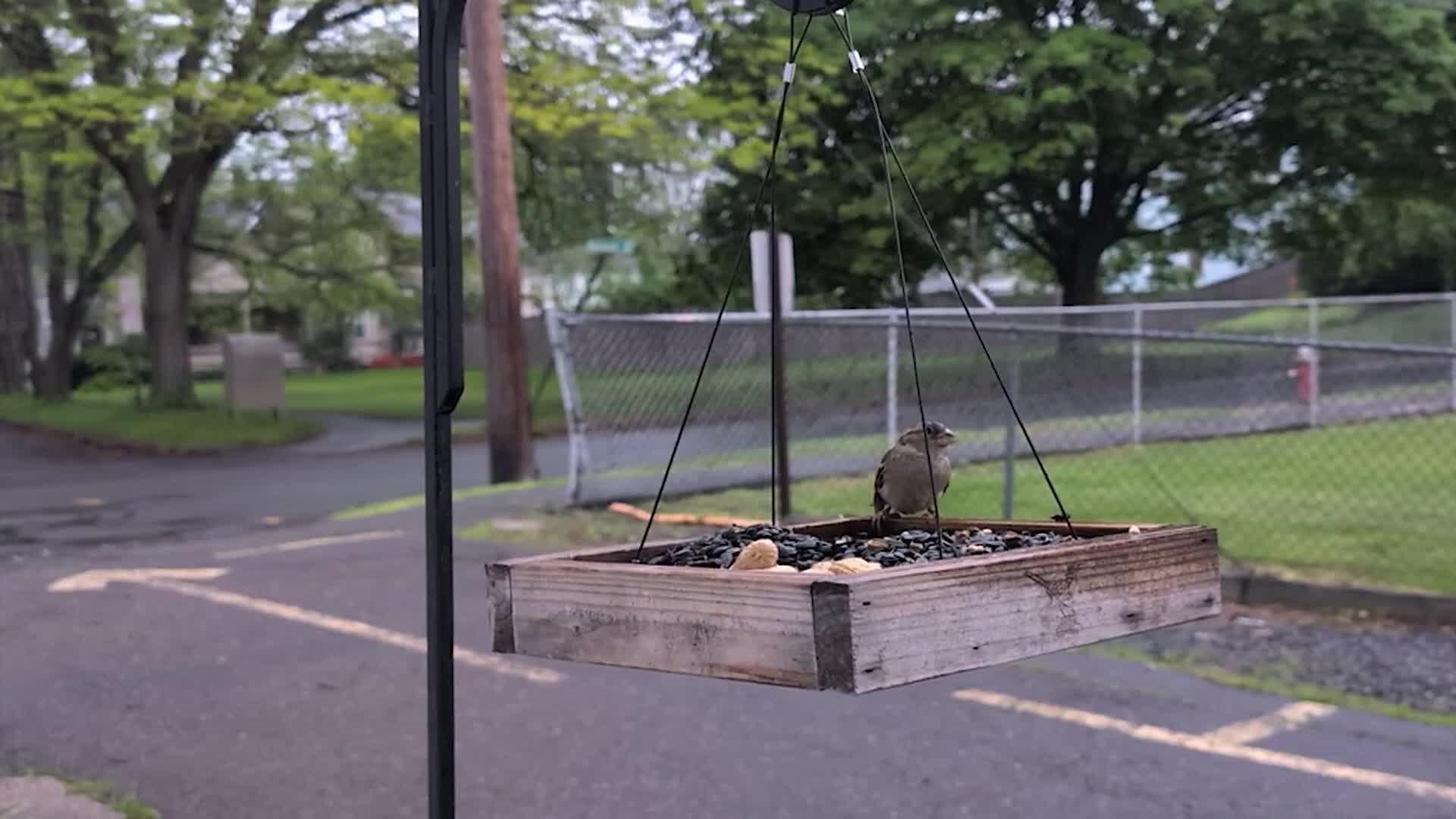 Bird_TV__Early_Morning_Birds___Northampton,_MA___May,_2025_original