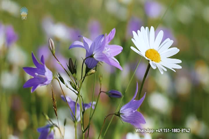 Thumbnail image for Meditation-We Bear Within All That Lives - by Gabriele