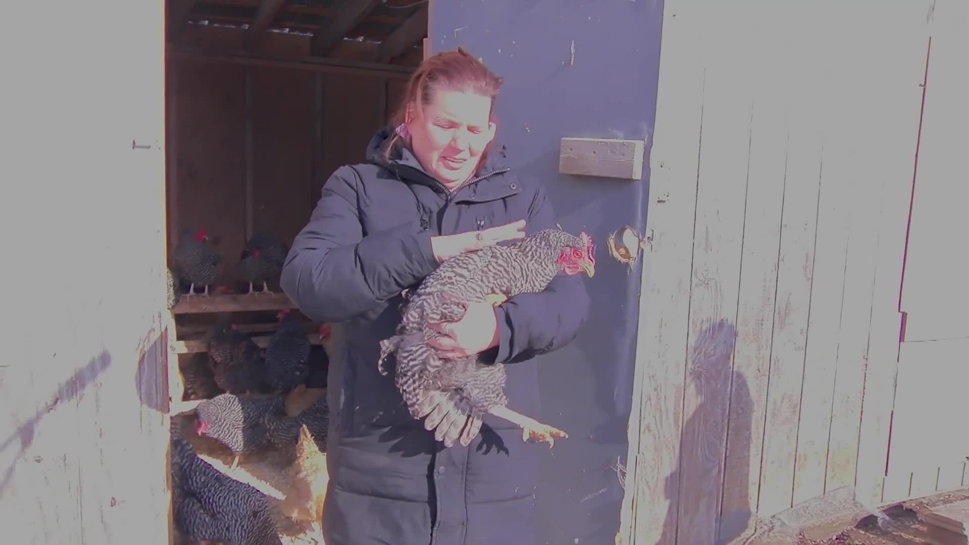 Thumbnail image for Prospect Meadow Farm Movie 2