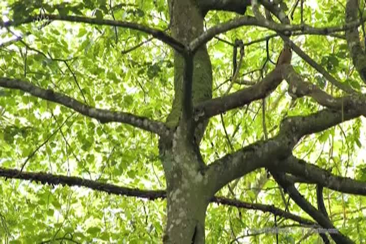 Thumbnail image for Discovering the Nature Symphone with Bernd Raab